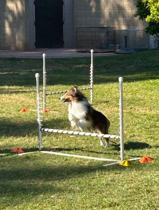 Shetland Sheepdog Puppies For Sale media 22
