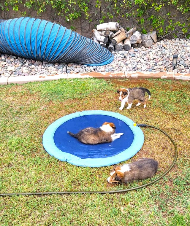 Shetland Sheepdog Puppies For Sale media 26