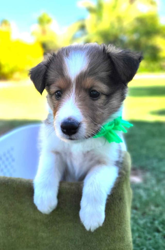 Shetland Sheepdog Puppies For Sale media 6