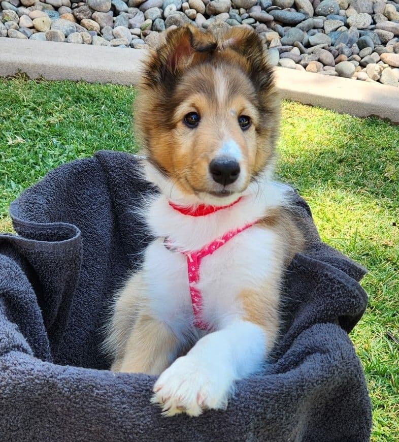 Shetland Sheepdog Puppies For Sale breeder image 16
