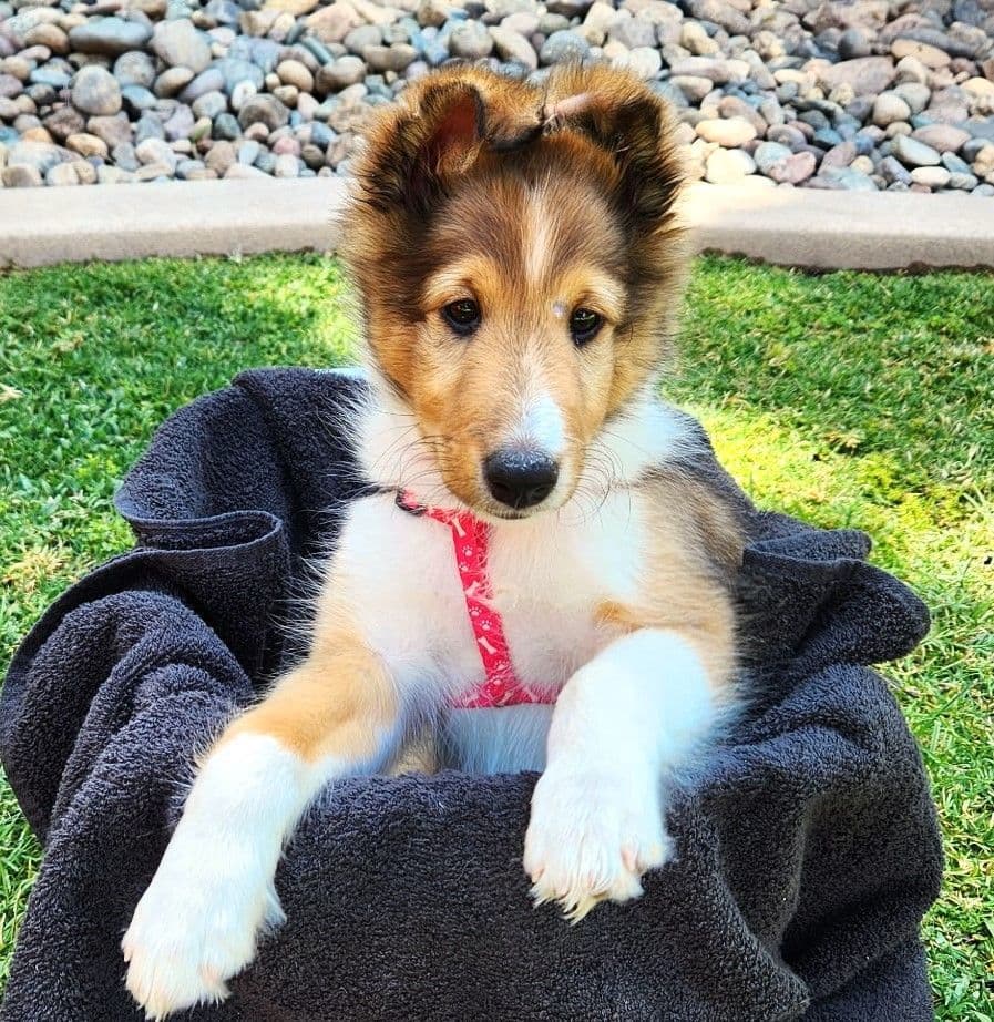 Shetland Sheepdog Puppies For Sale breeder image 17