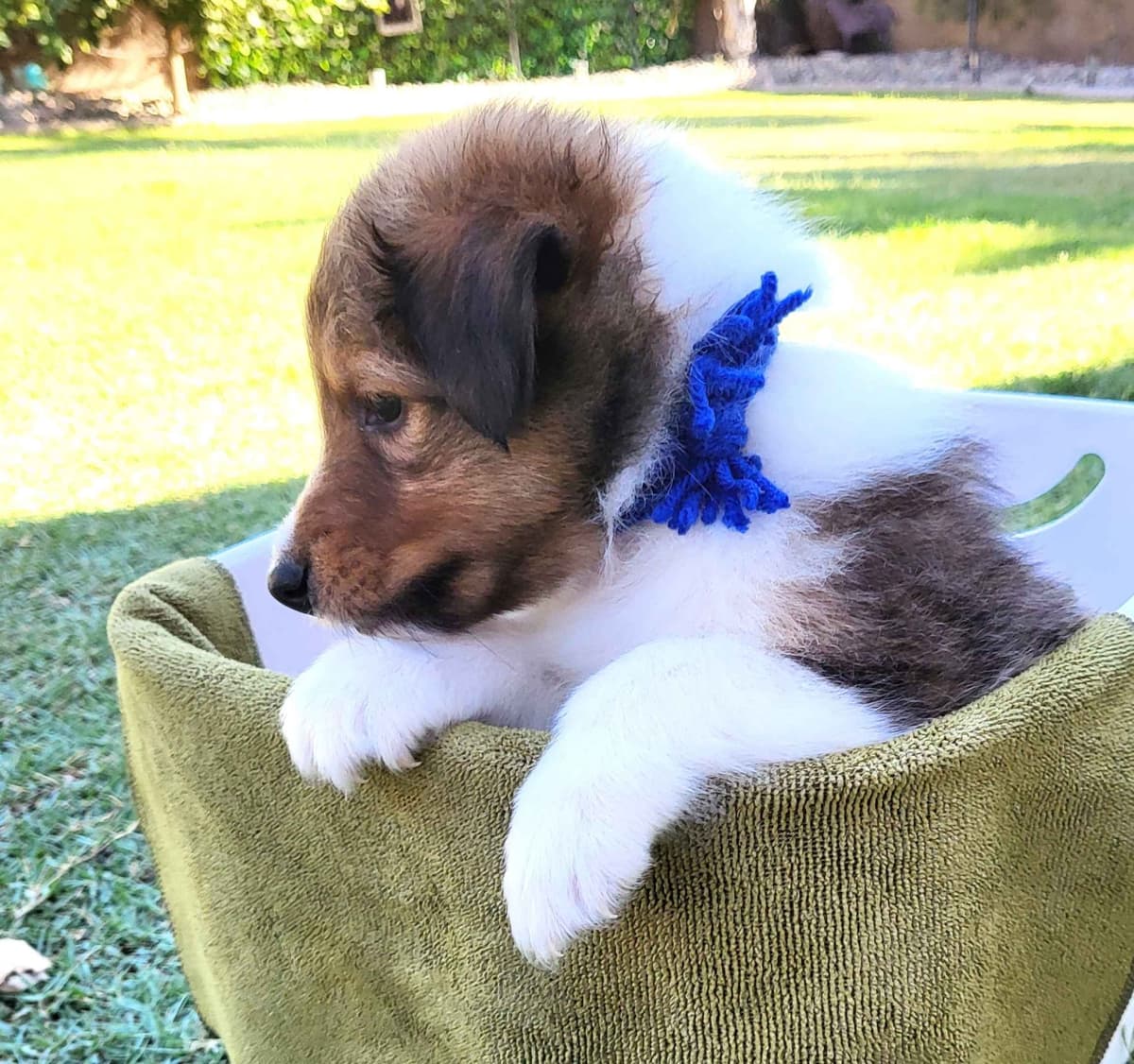 Shetland Sheepdog Puppies For Sale breeder image 19