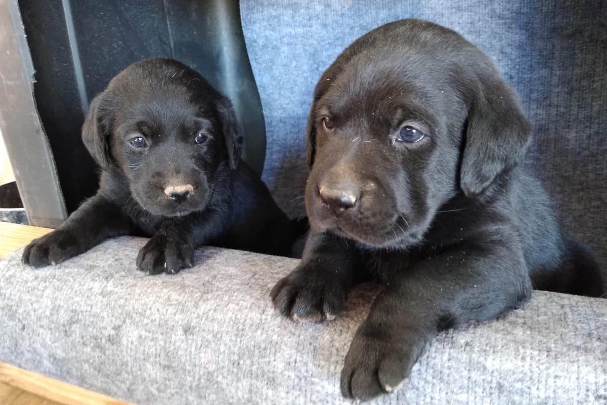 Golden Retriever Puppies breeder image 2