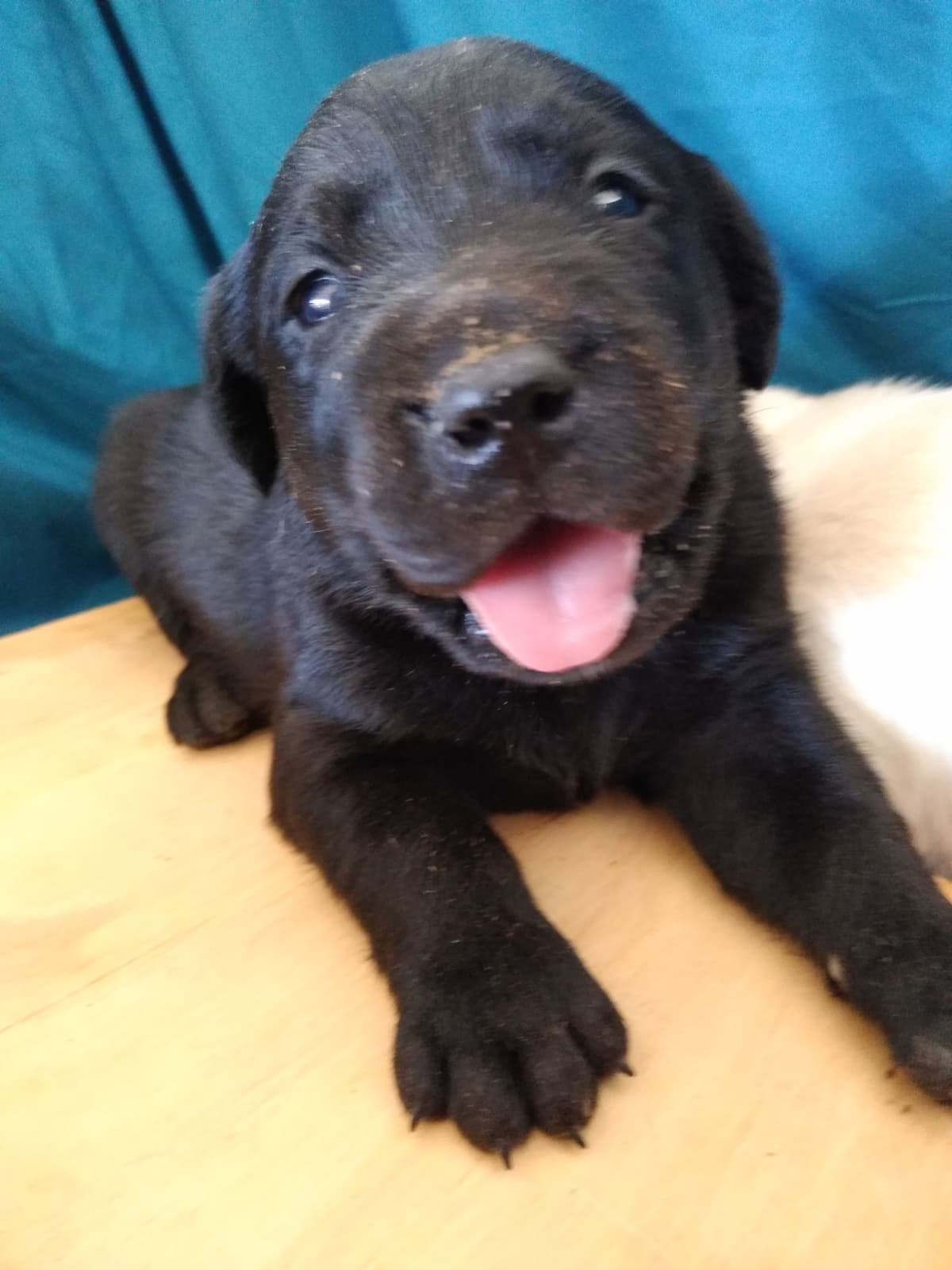 Golden Retriever Puppies breeder image 4