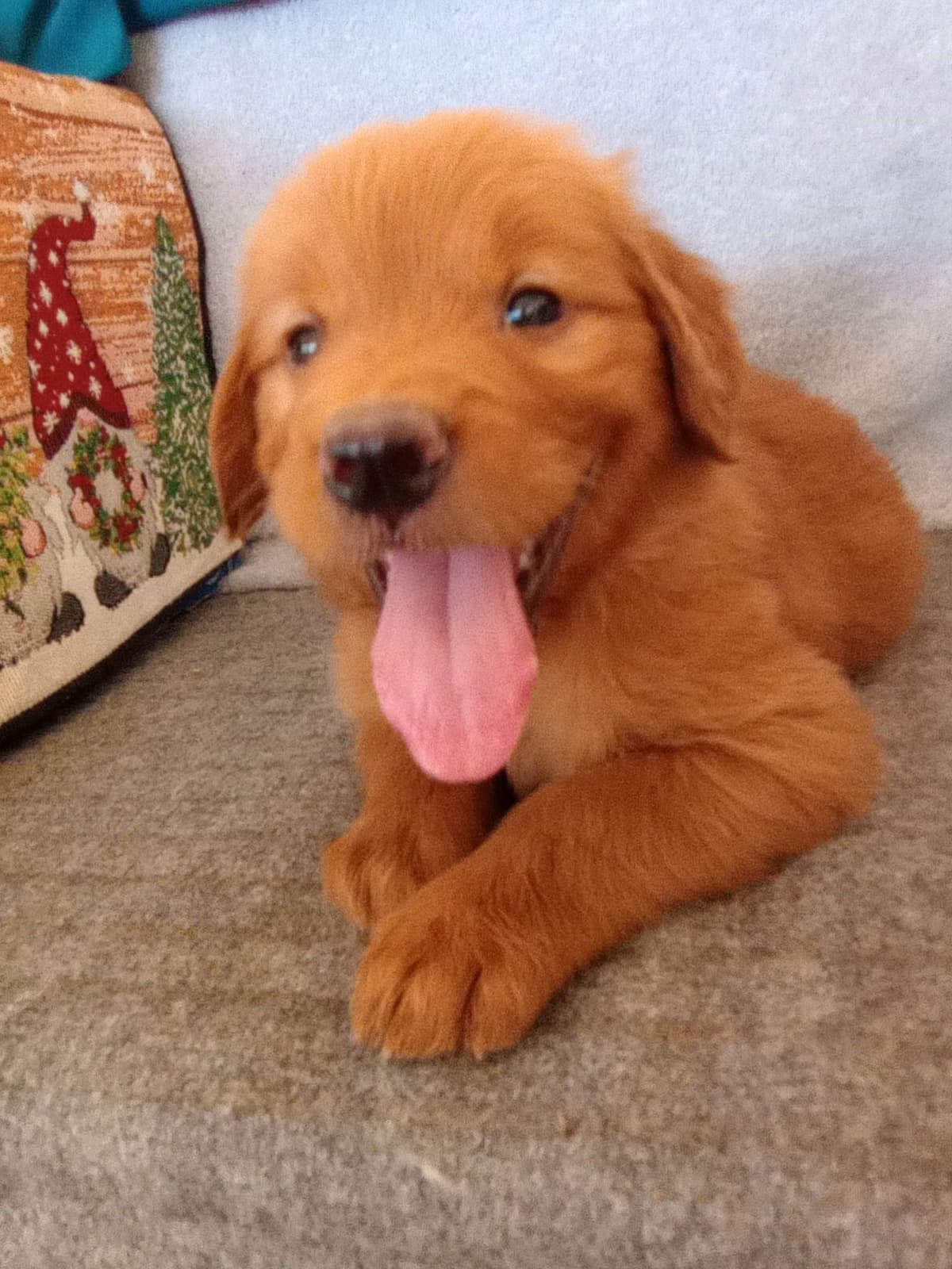 Golden Retriever Puppies breeder image 6