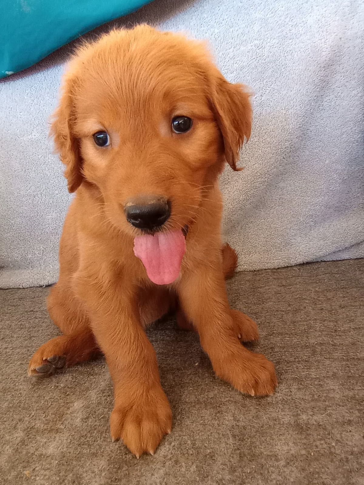 Golden Retriever Puppies breeder image 7