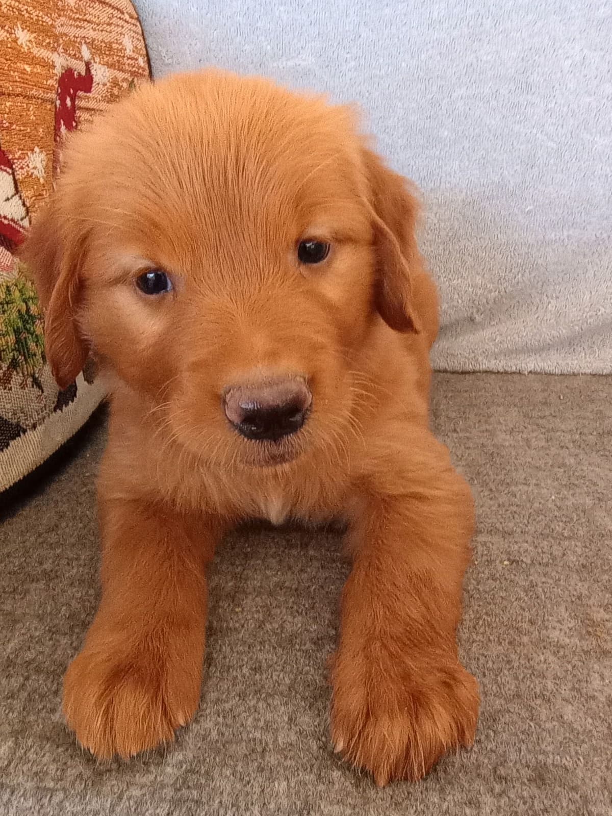 Golden Retriever Puppies breeder image 9