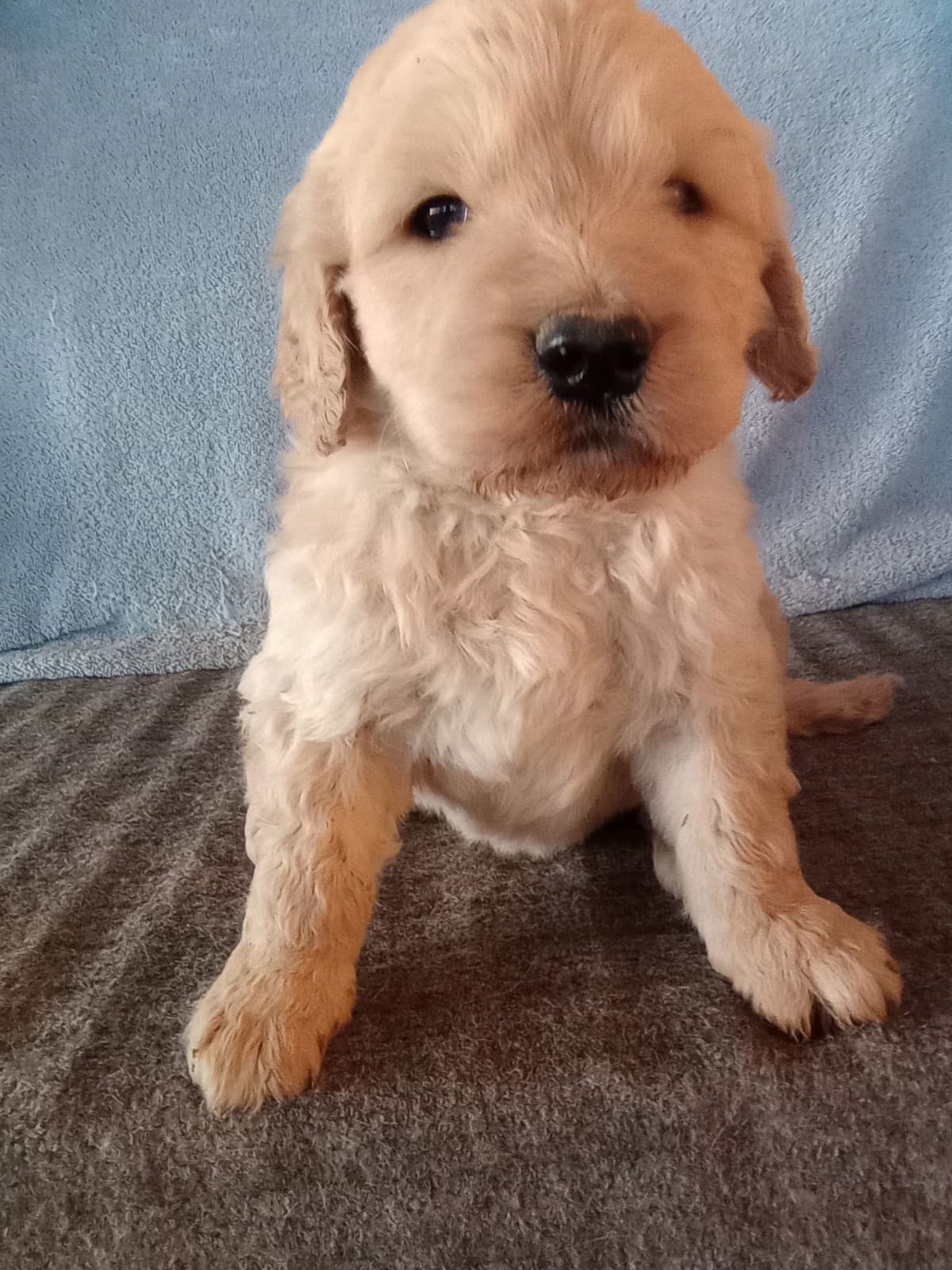 Golden Retriever Puppies breeder image 10