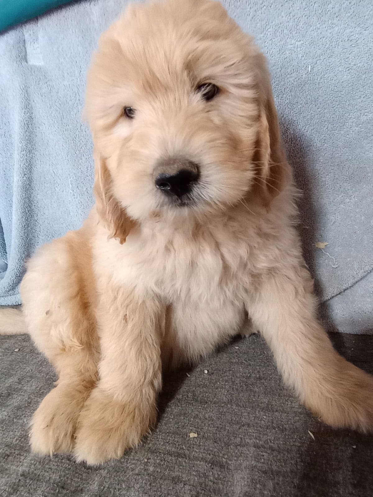 Golden Retriever Puppies breeder image 11