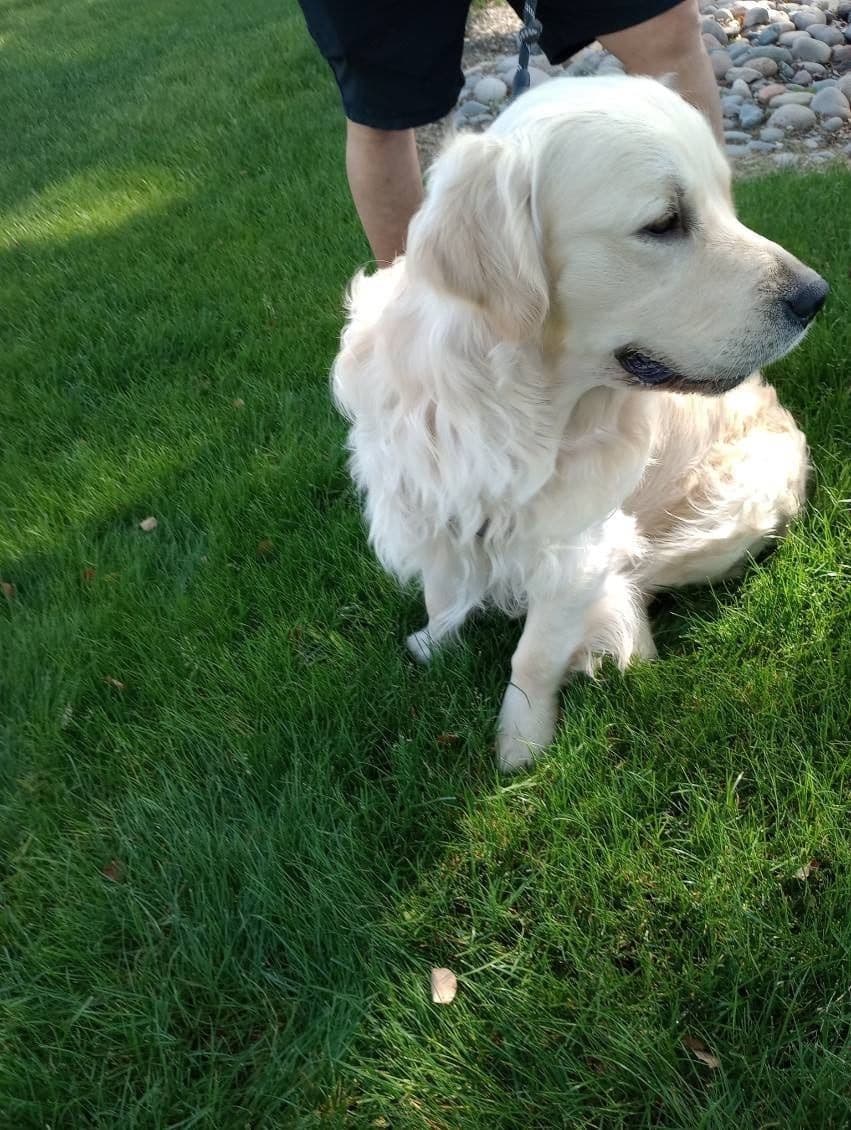 Golden Retriever Puppies breeder image 15