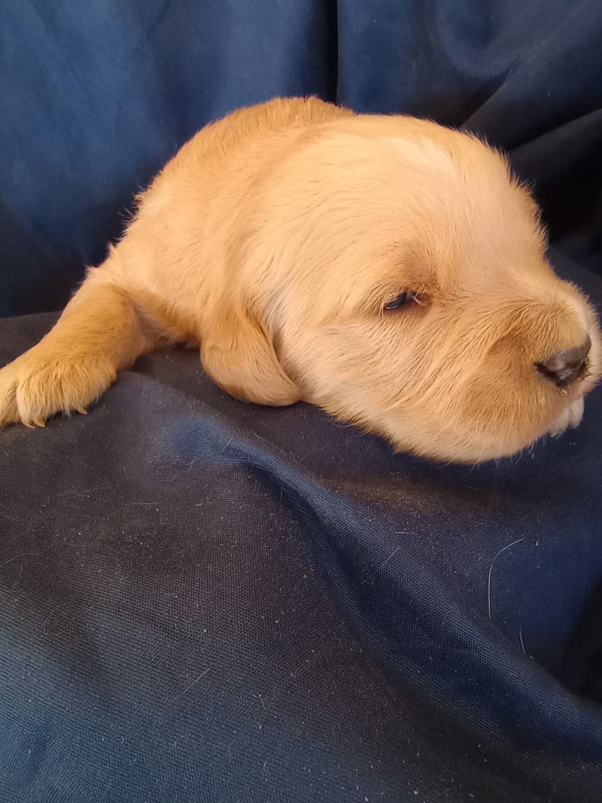 Golden Retriever Puppies breeder image 16