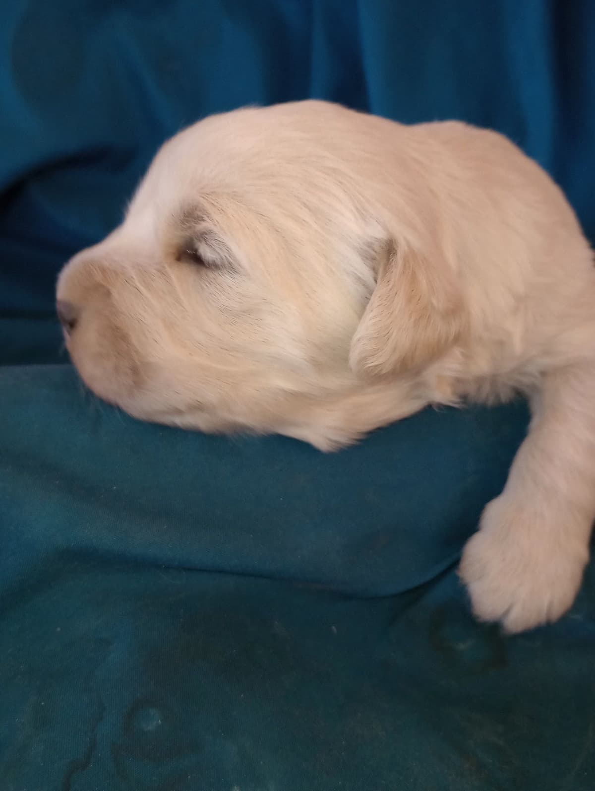 Golden Retriever Puppies breeder image 18