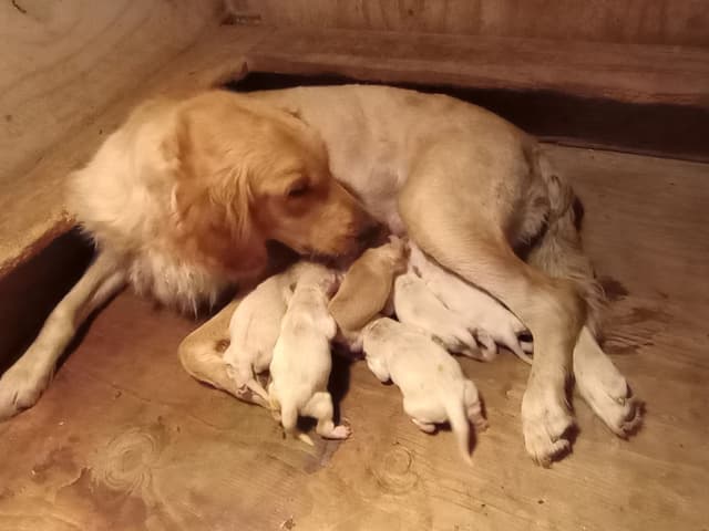 Golden Retriever Puppies media 2