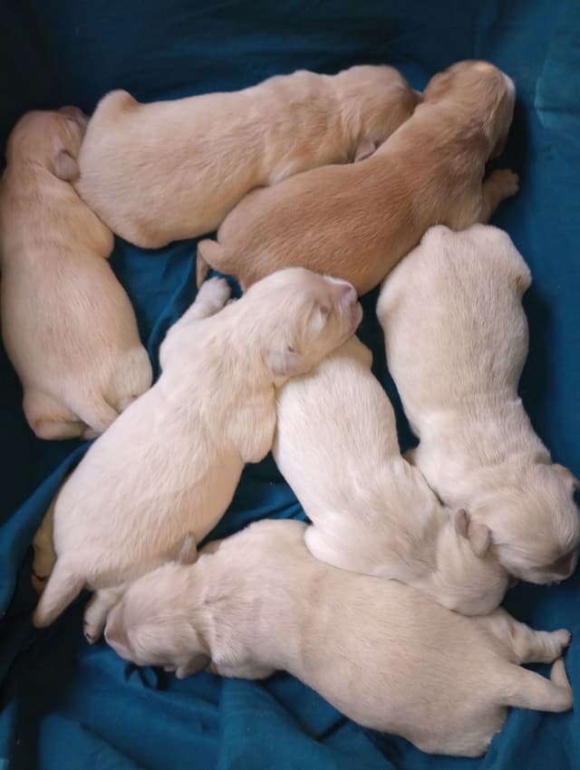 Golden Retriever Puppies media 3