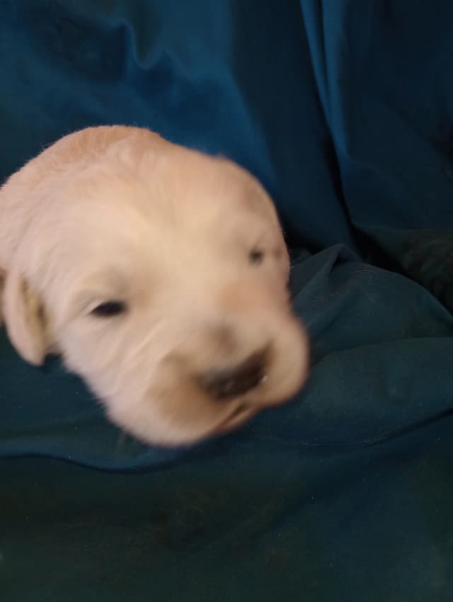 Golden Retriever Puppies media 6