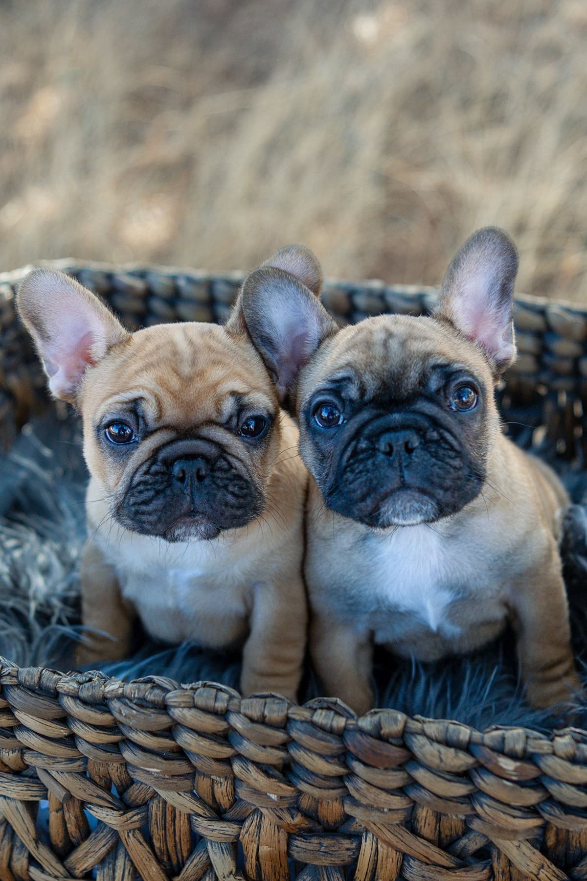 French Bulldog Puppies breeder image 1