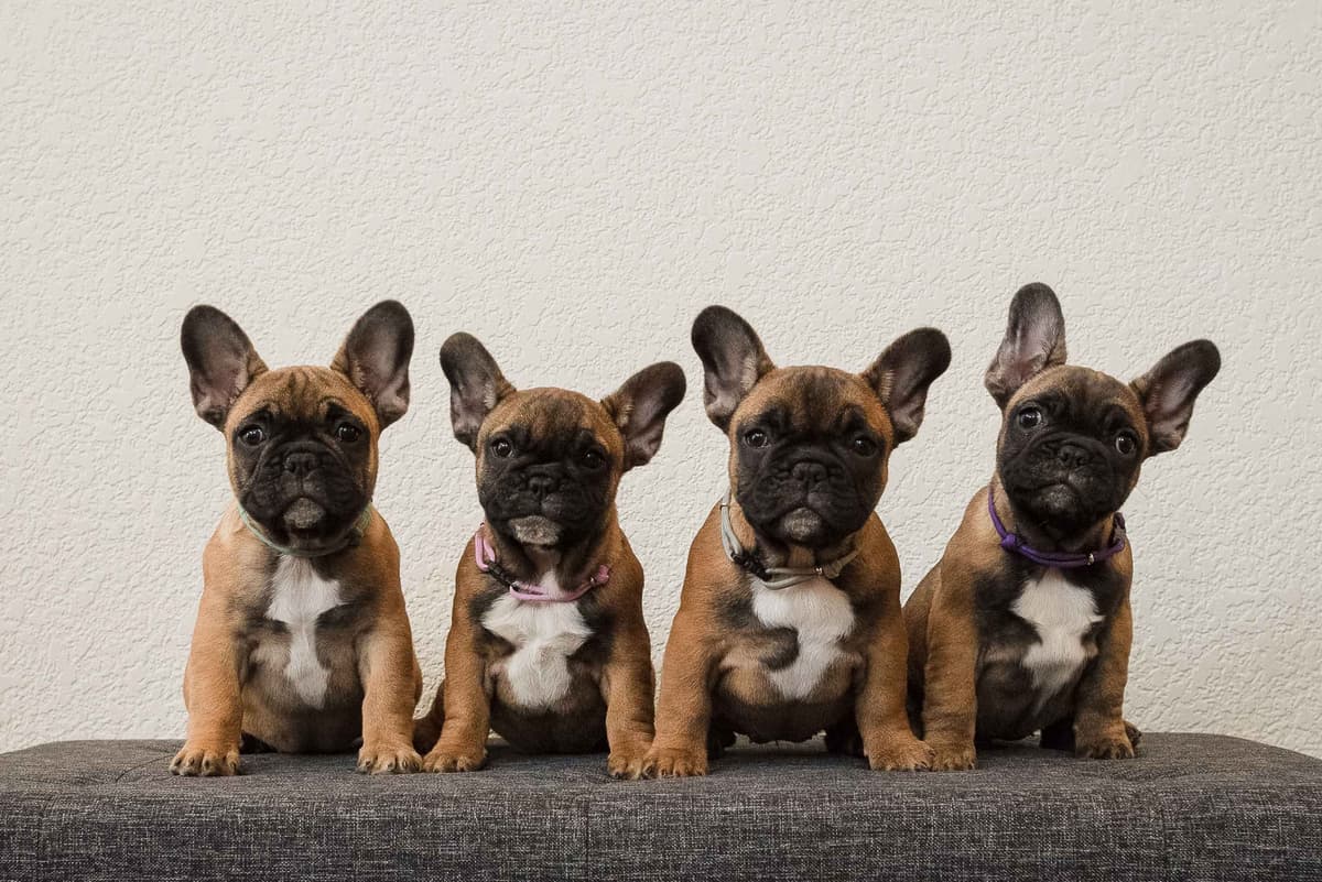 French Bulldog Puppies breeder image 2