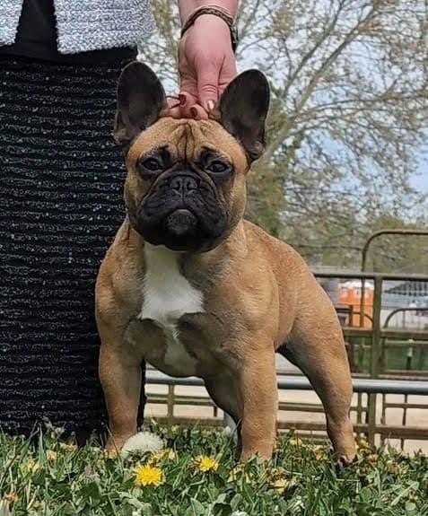 French Bulldog Puppies breeder image 3