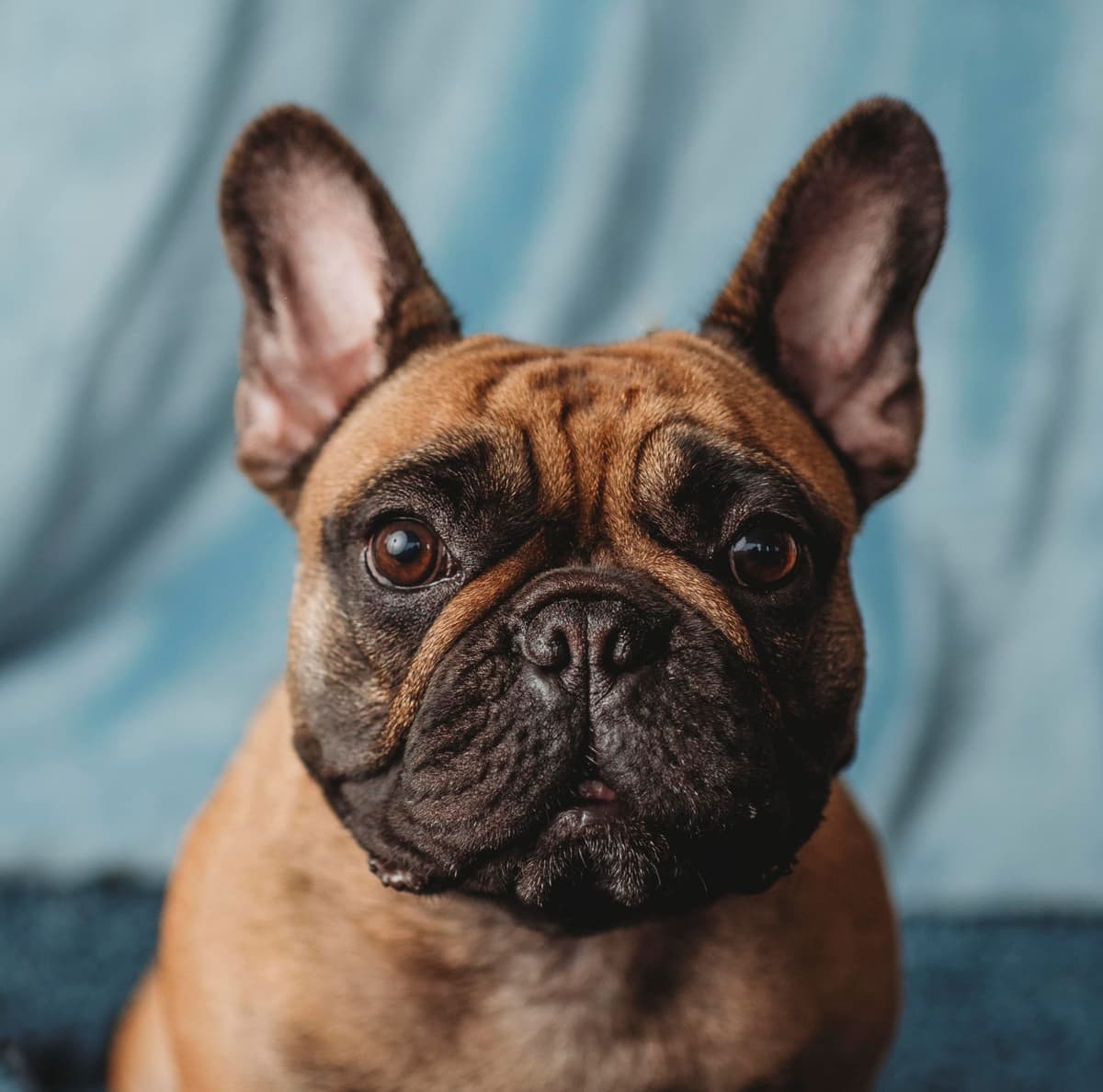 French Bulldog Puppies breeder image 4