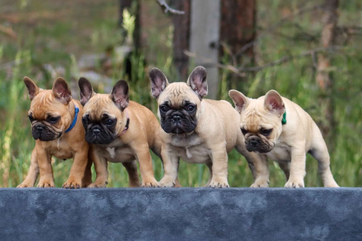 French Bulldog Puppies breeder image 5