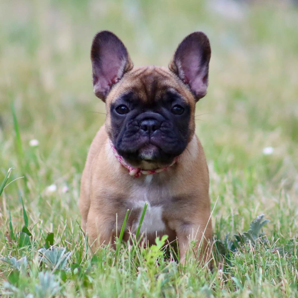 French Bulldog Puppies breeder image 6