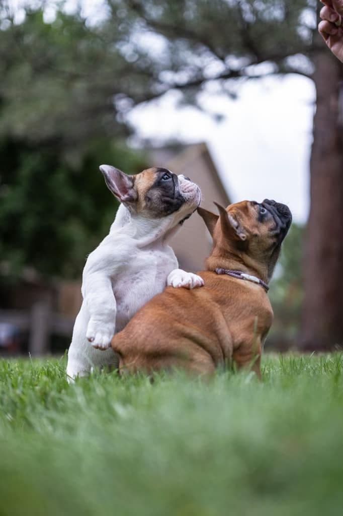 French Bulldog Puppies breeder image 12