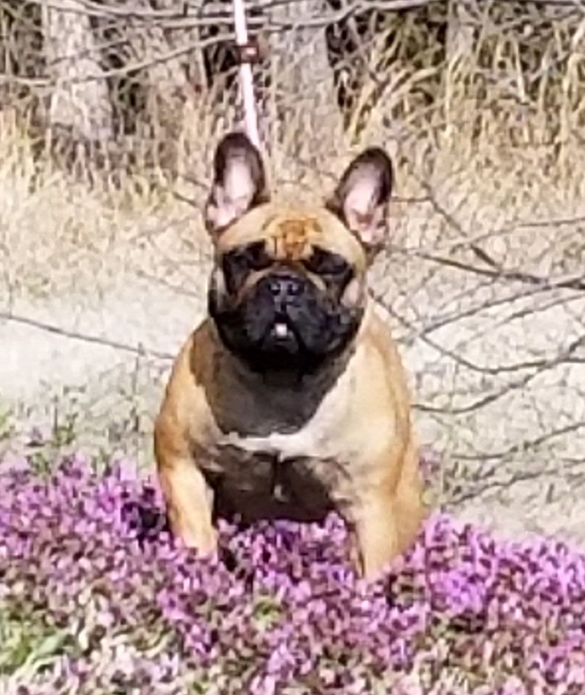French Bulldog Puppies breeder image 15