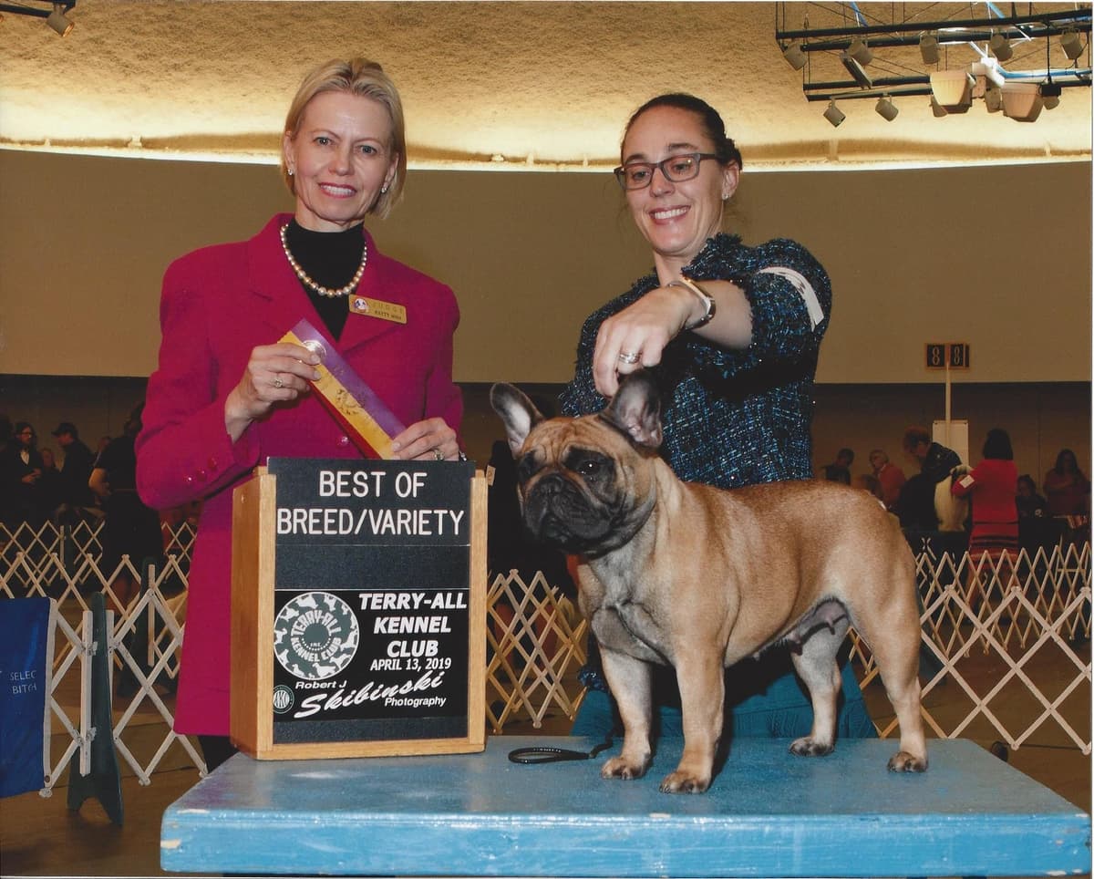 French Bulldog Puppies breeder image 16