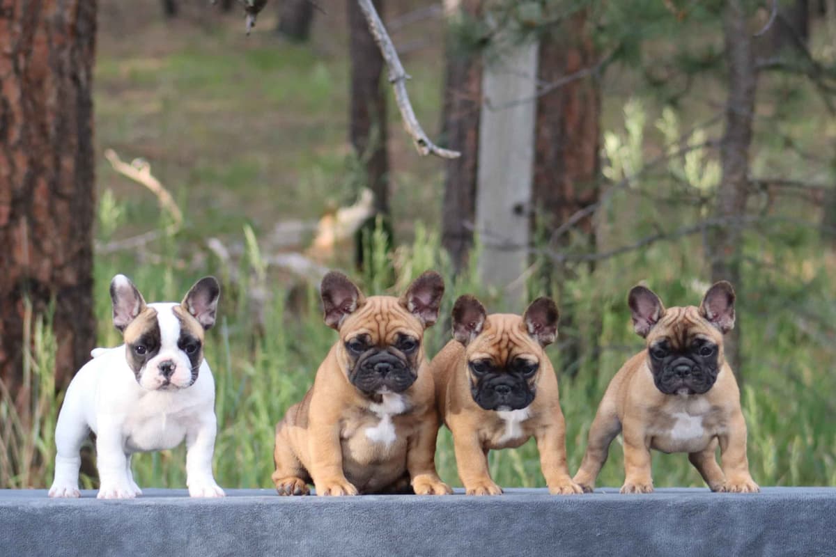 French Bulldog Puppies breeder image 17