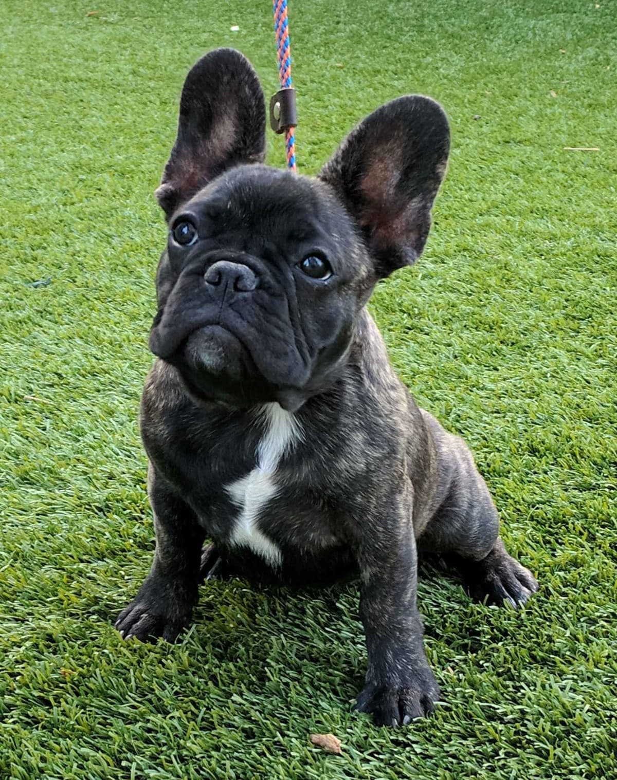 French Bulldog Puppies breeder image 19