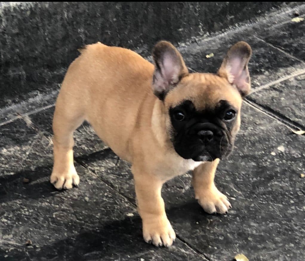 French Bulldog Puppies breeder image 21