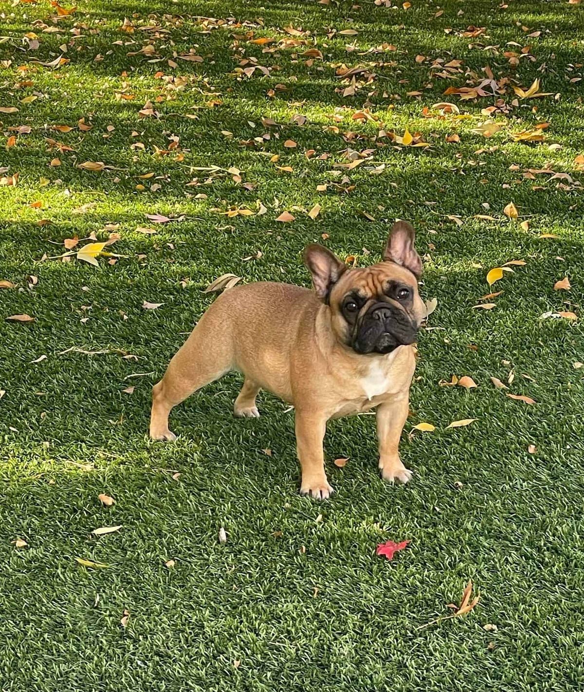 French Bulldog Puppies breeder image 22