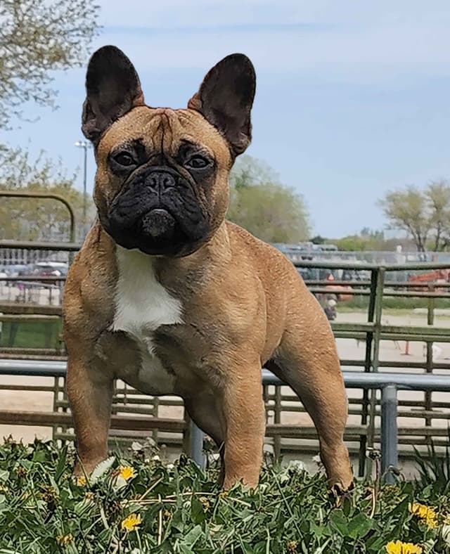 French Bulldog Puppies media 2