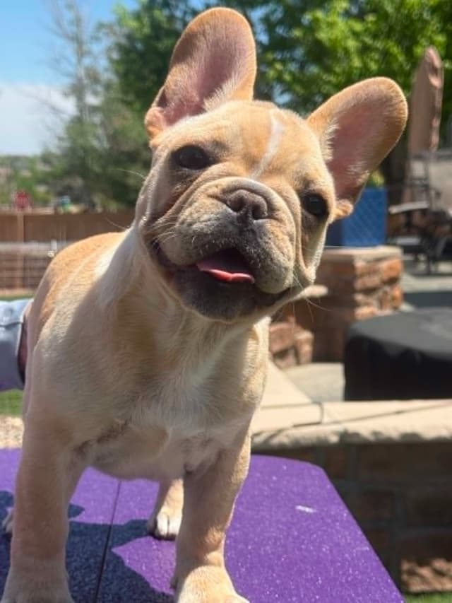 French Bulldog Puppies media 3