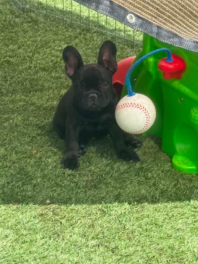 French Bulldog Puppies media 4