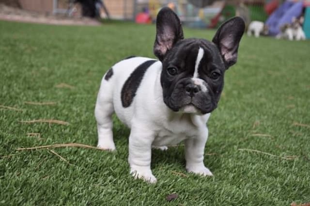 French Bulldog Puppies media 5