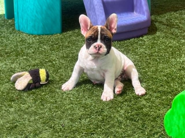 French Bulldog Puppies media 6