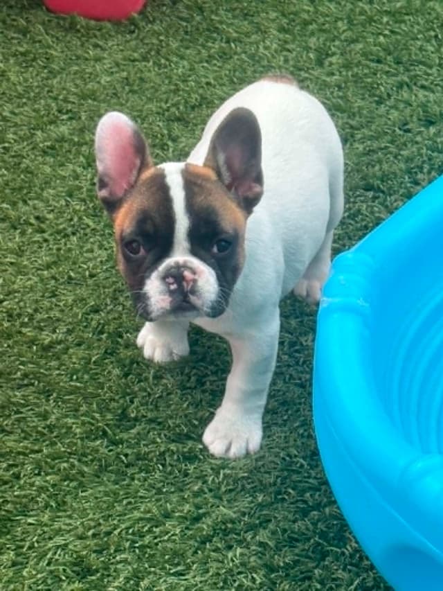 French Bulldog Puppies media 7