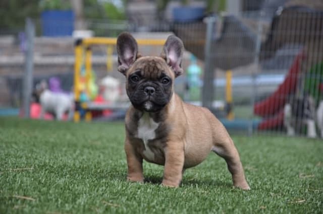 French Bulldog Puppies media 8