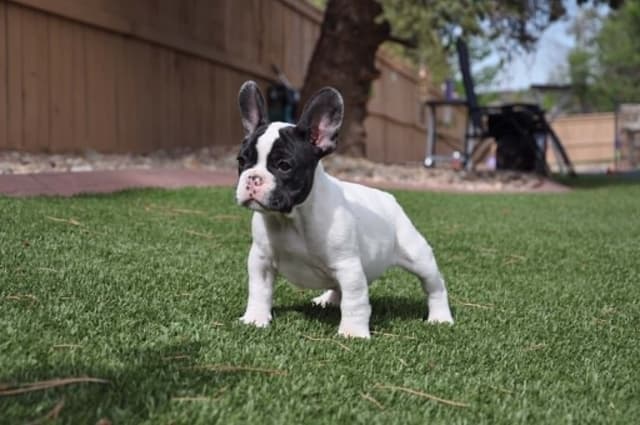 French Bulldog Puppies media 9
