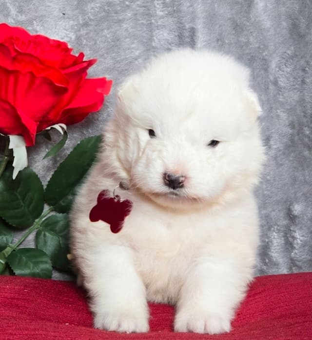 Samoyed Puppies media 2