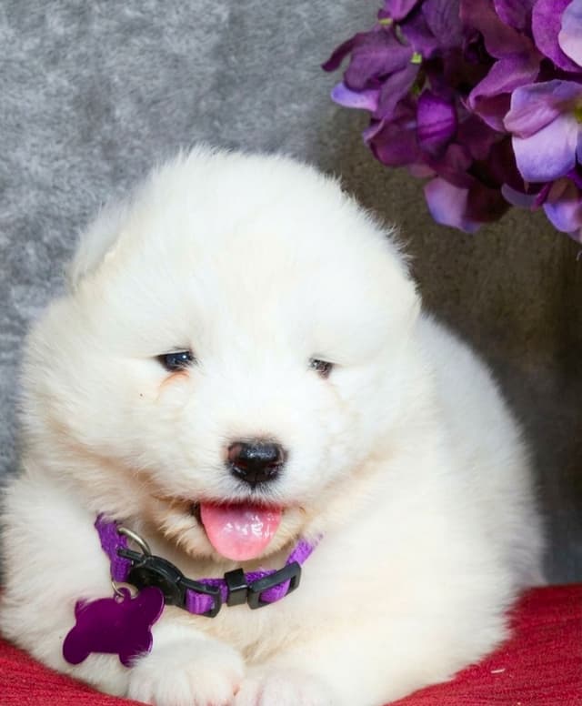 Samoyed Puppies media 3