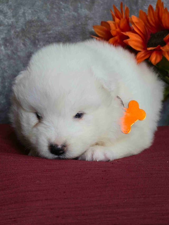 Samoyed Puppies media 4