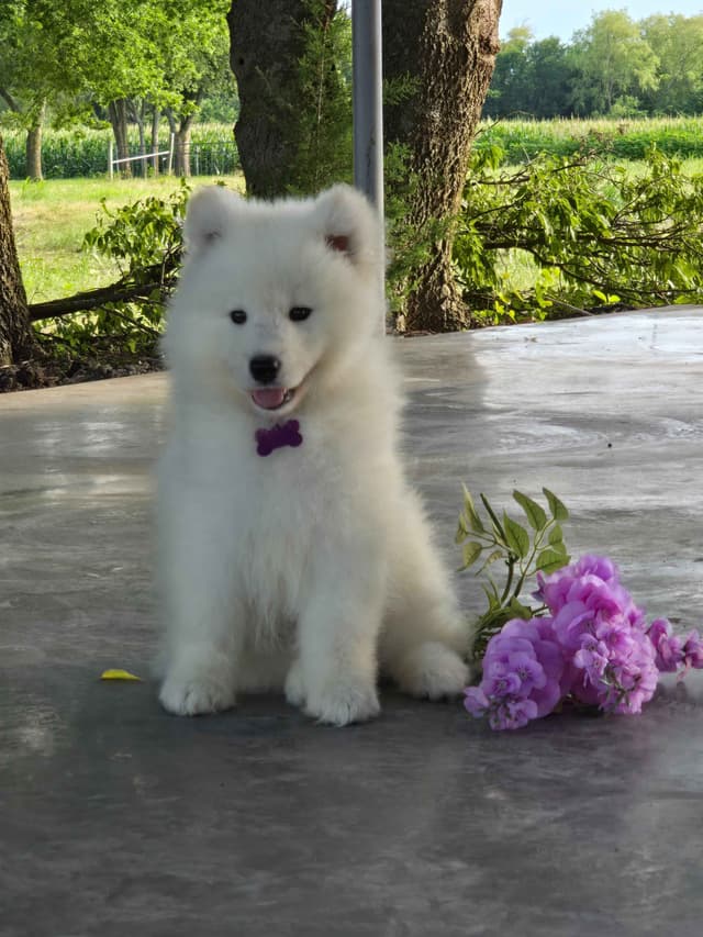Samoyed Puppies media 5
