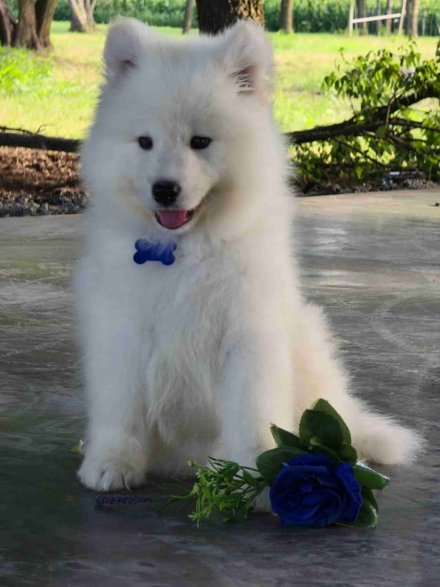 Samoyed Puppies media 6