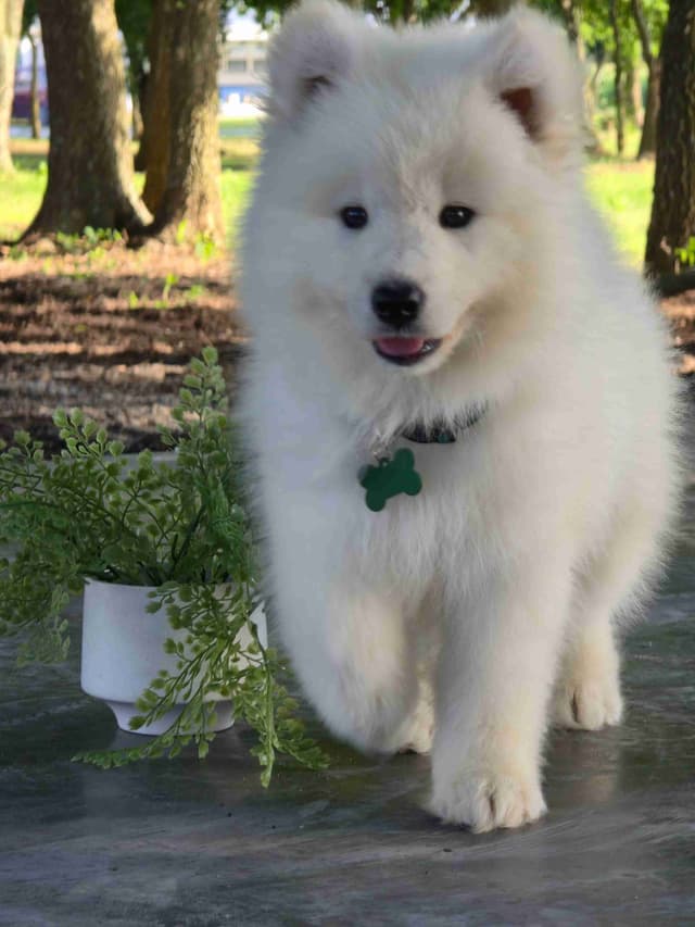 Samoyed Puppies media 7