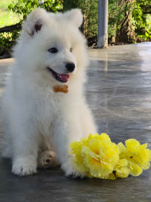 Samoyed Puppies media 8