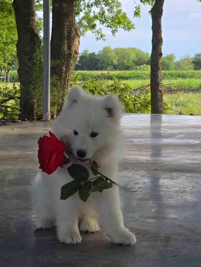 Samoyed Puppies media 9