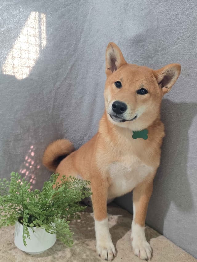 Shiba Inu Puppies media 2