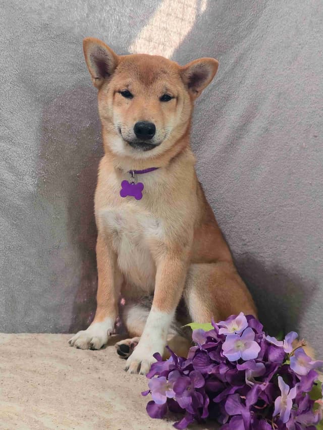 Shiba Inu Puppies media 3